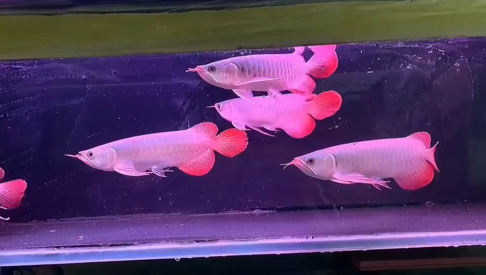 26-28CM紅龍魚批發(fā)：26-28cm紅龍魚批發(fā)品名：印尼紅龍魚