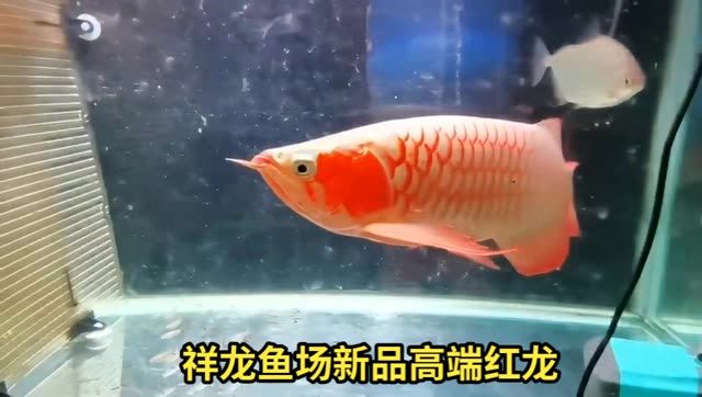 祥龍魚場新品超血紅龍魚：祥龍魚場新品超血紅龍魚場新品超血紅龍魚場新品 混養(yǎng)魚（配魚）