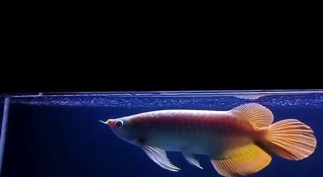 2022大湖紅龍魚：2022大湖紅龍魚保護 混養(yǎng)魚（配魚）