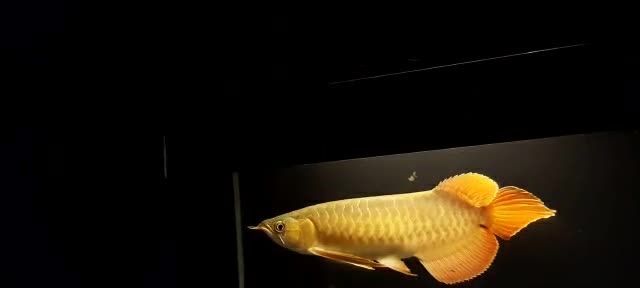 七鰭超大的大湖紅龍魚：七鰭超大的大湖紅龍魚你見過嗎？