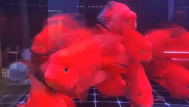 小號財神鸚鵡魚批發(fā)。廣州水族批發(fā)市場百藝城E205檔口：小號財神鸚鵡魚批發(fā)