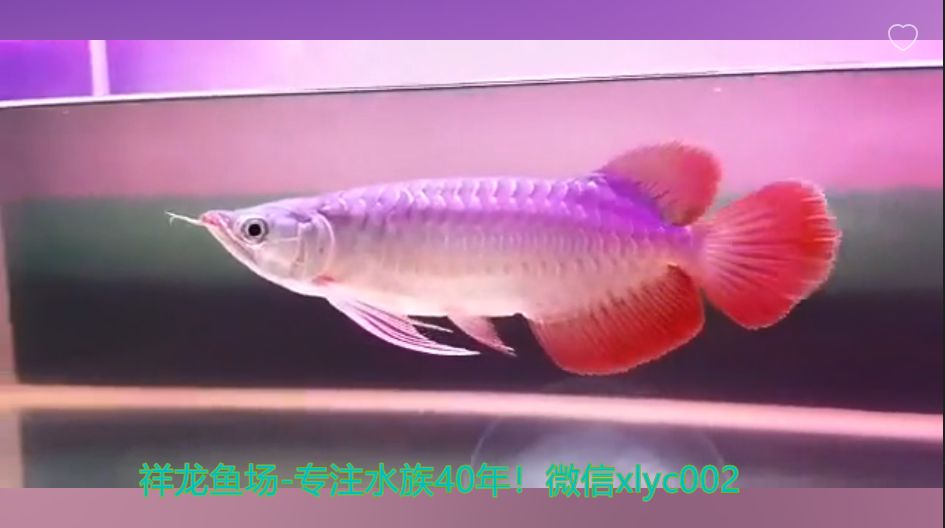 賣(mài)龍魚(yú)賺錢(qián)嗎？高利潤(rùn)背后的風(fēng)險(xiǎn)與挑戰(zhàn)：養(yǎng)龍魚(yú)賺錢(qián)嗎？