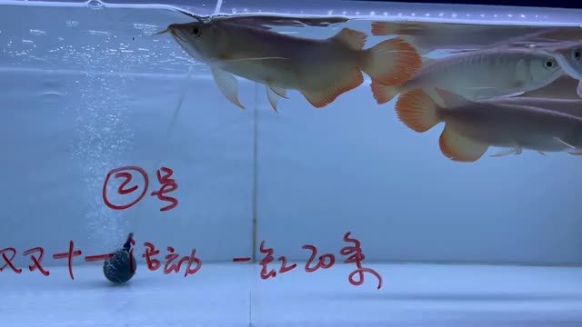 雙11紅龍魚批發(fā)特價秒殺2號缸20條：雙11紅龍魚批發(fā)特價秒殺 混養(yǎng)魚（配魚）