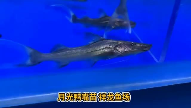 月光鴨嘴魚苗批發(fā)：月光鴨嘴魚苗批發(fā)服務(wù) 混養(yǎng)魚（配魚）