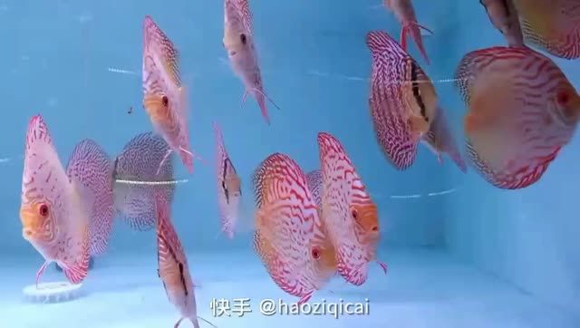 七彩神仙魚：七彩神仙魚怎么養(yǎng)