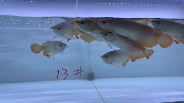 2021雙11紅龍魚批發(fā)特惠13號(hào)缸：2021雙11紅龍魚批發(fā)特惠13號(hào)缸開幕