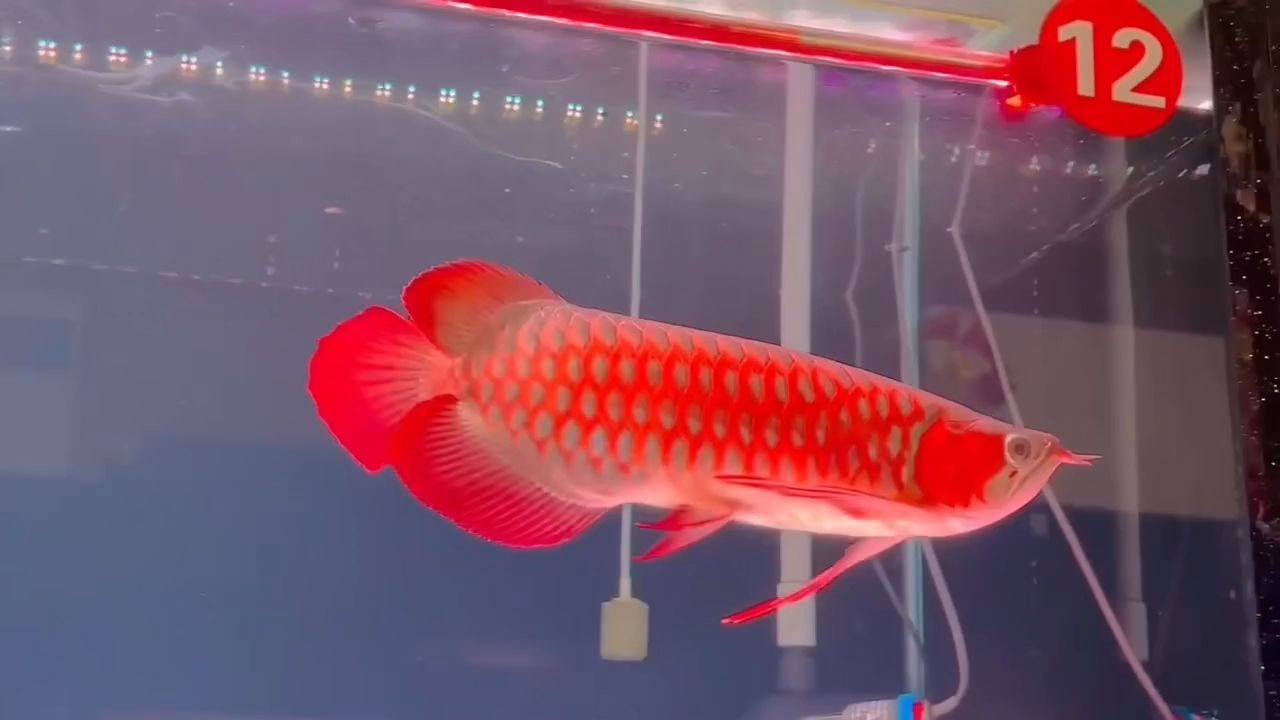 精品超血紅龍魚：精品超血紅龍魚的飼養(yǎng)方法和注意事項如何鑒別其真?zhèn)?></a><h4 class=