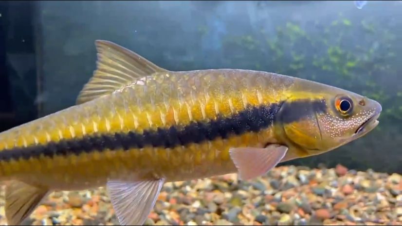 吉羅魚：吉羅魚是什么魚 混養(yǎng)魚（配魚）