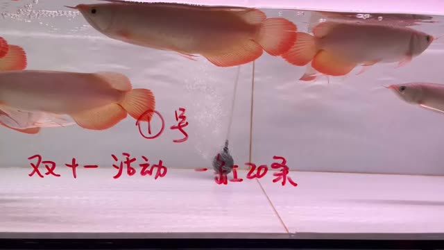 雙11紅龍魚批發(fā)特價秒殺1號缸20條：雙11紅龍魚批發(fā)特價秒殺1號缸20條紅龍魚20條