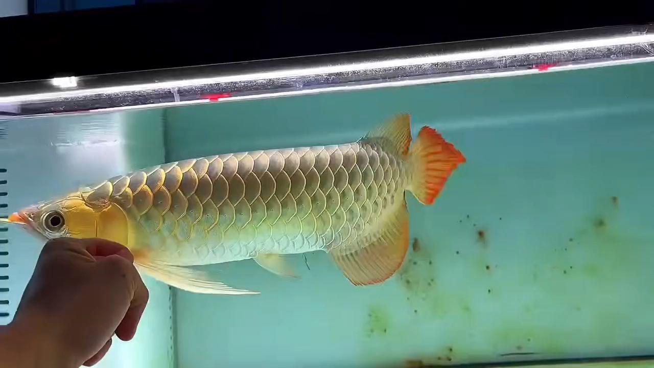 火焰大湖紅龍魚：火焰大湖紅龍魚對于維持湖泊生物多樣性和水質(zhì)健康具有重要意義 混養(yǎng)魚（配魚）