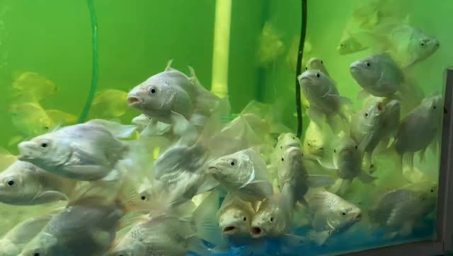 10公分球型蝴蝶鯉魚：10公分球型蝴蝶鯉魚10公分球型蝴蝶鯉魚