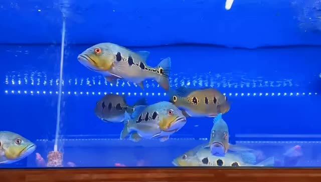 野生眼斑魚：野生眼斑魚是一類生活在河流和湖泊中的小型底棲動物