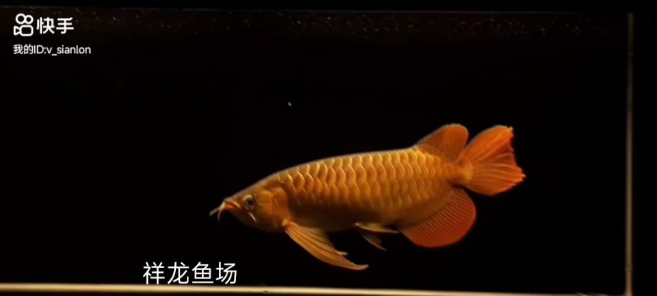 精品大湖紅龍魚：——精品大湖紅龍魚