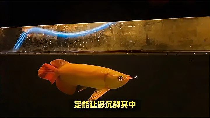 揭秘水族箱王者風范大湖紅龍魚 #大湖紅龍魚：兩條大湖紅龍魚欣賞揭秘