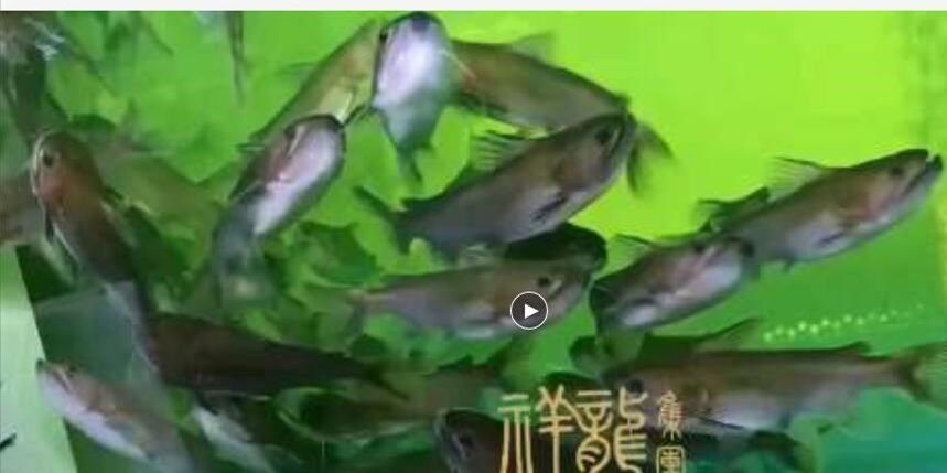 大嘴鯨魚，比他小的都能吃得下，太兇悍：大嘴鯨魚比他小的都能吃下，比他小的都能吃下，太兇悍