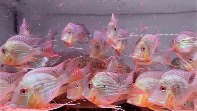 元寶鳳凰魚吃紅蟲很香：元寶鳳凰魚吃紅蟲 混養(yǎng)魚（配魚）