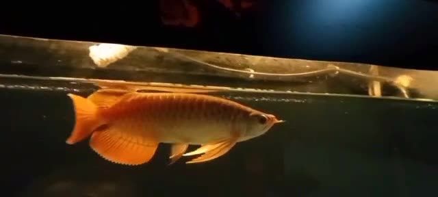 印尼魚場代購（直選）大湖紅龍魚：印尼大湖紅龍魚