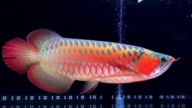 紫嫣超血紅龍魚(yú)：紫嫣超血紅龍魚(yú)是一種具有極高觀賞性的魚(yú)類(lèi)