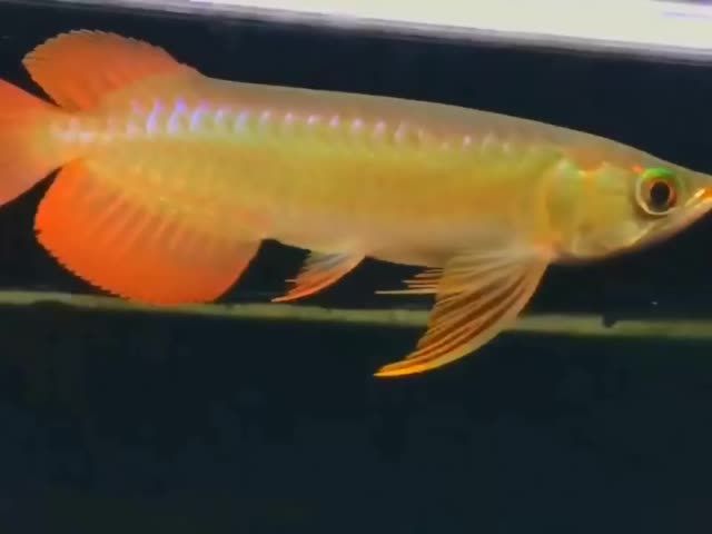 21公分火焰尾紅龍魚：21公分火焰尾紅龍魚家庭水族箱中的亮麗風景