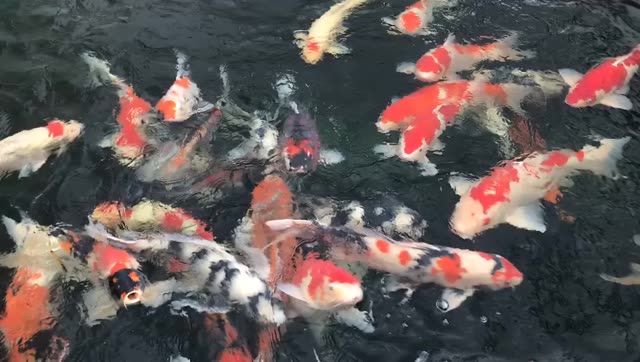 名貴錦鯉紅白丹頂大正三色白寫(xiě)錦鯉魚(yú)：名貴錦鯉紅白丹頂大正三色白寫(xiě)錦鯉魚(yú)市場(chǎng)價(jià)值和文化意義 混養(yǎng)魚(yú)（配魚(yú)）