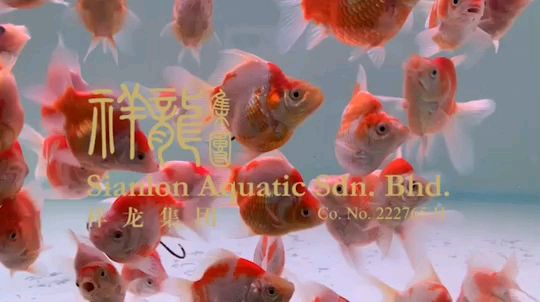 大日玉鯖魚紅白純種新品進口錦鯉視頻：大日玉鯖魚紅白純種新品進口錦鯉視頻展現(xiàn)出高貴氣質