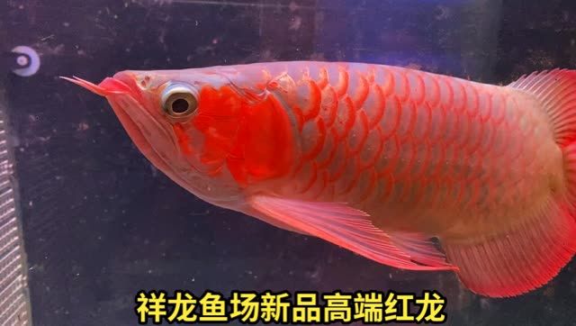 祥龍魚場培育出新品紅龍魚：祥龍魚場配魚出新品紅龍魚