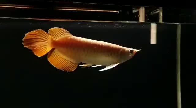 印尼大湖紅龍魚魚場直選：印尼大湖紅龍魚場 混養(yǎng)魚（配魚）