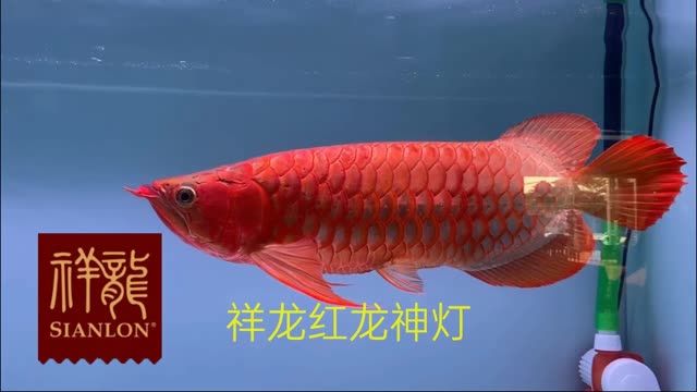 紅龍魚增色比賽指定專用祥龍紅龍魚神燈：增色比賽指定專用祥龍紅龍魚神燈