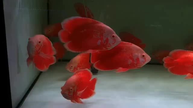 火麒麟魚：火麒麟魚是一種特殊的觀賞魚類，以其鮮艷的紅色鱗片和火焰狀尾鰭而得名 混養(yǎng)魚（配魚）