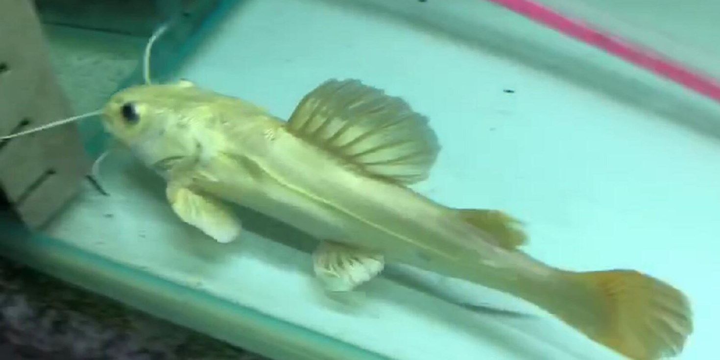 祥龍魚場黃金貓魚：祥龍魚場黃金貓魚是一種在水族中頗受歡迎的觀賞魚 混養(yǎng)魚（配魚）