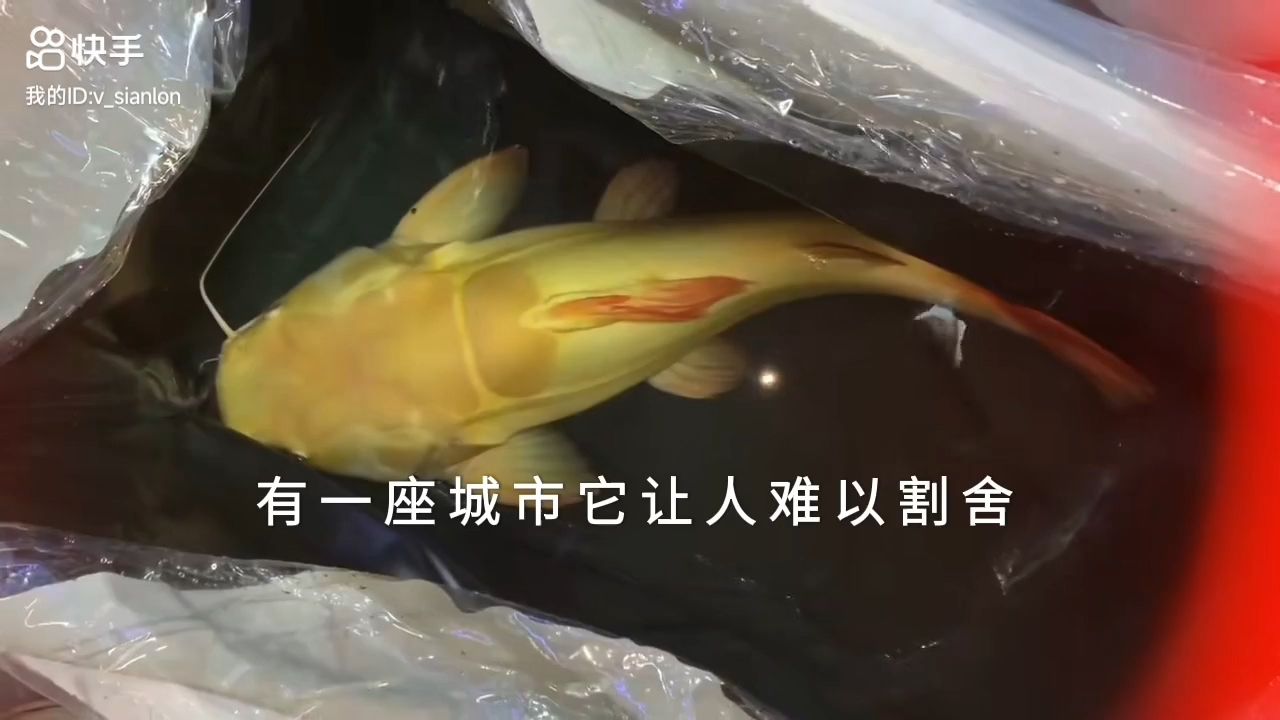 巨型黃金貓魚入住別墅：巨型黃金貓魚入住別墅，成為人們關(guān)注的熱門話題和話題