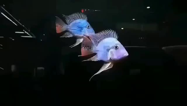 龍魚最高端配魚進口的元寶鳳凰魚：進口的元寶鳳凰魚 混養(yǎng)魚（配魚）