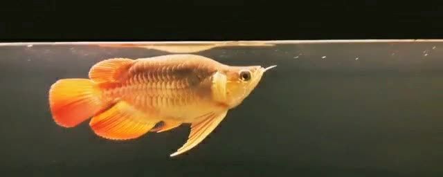 短身大湖紅龍魚：短身大湖紅龍魚以其獨特的外貌和營養(yǎng)價值而受到人們的喜愛 混養(yǎng)魚（配魚）