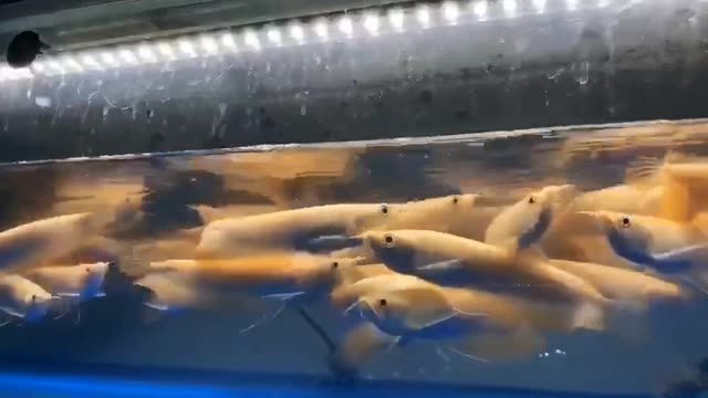 白子銀龍魚：白子銀龍魚怎么養(yǎng)？