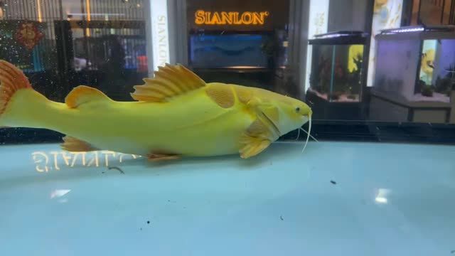 50cm黃金貓魚（國(guó)內(nèi)最大）：50cm黃金貓魚（國(guó)內(nèi)最大）50cm黃金貓魚（國(guó)內(nèi)最大） 混養(yǎng)魚（配魚）