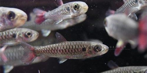 紅尾平克魚(yú)：紅尾平克魚(yú)學(xué)名為pterygotusfulvus