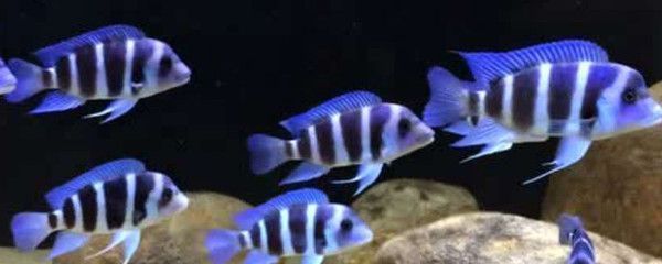 薩伊藍(lán)魚適宜水族箱大?。核_伊藍(lán)魚水族箱大小的選擇標(biāo)準(zhǔn) 薩伊藍(lán)魚 第4張