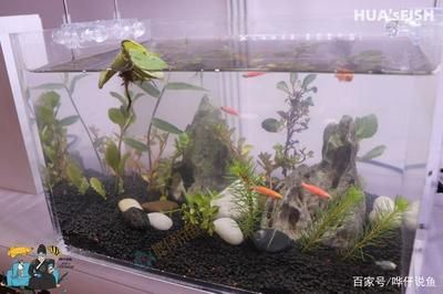 龍魚適宜水溫 貼吧：關(guān)于龍魚水溫的問題 水族問答 第2張