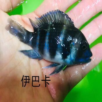 伊巴卡魚(yú)混養(yǎng)適宜水溫：伊巴卡魚(yú)混養(yǎng)適宜水溫，伊巴卡魚(yú)混養(yǎng)伴侶選擇 薩伊藍(lán)魚(yú) 第4張