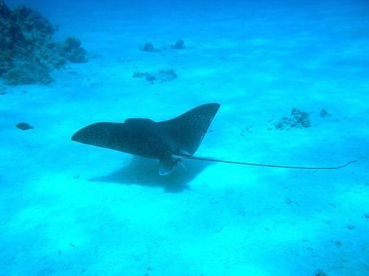 薩伊藍六間魚繁殖期飼料選擇：薩伊藍六間魚繁殖期飼料搭配 薩伊藍魚 第1張