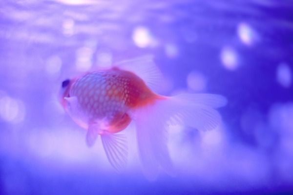 伊巴卡魚飼料配方比例：伊巴卡魚吃三湖慈鯛專用飼料 薩伊藍(lán)魚 第3張