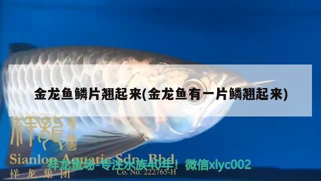 薩伊藍(lán)魚水質(zhì)管理方法：薩伊藍(lán)魚水質(zhì)管理方法：薩伊藍(lán)魚水質(zhì)管理方法 薩伊藍(lán)魚 第2張