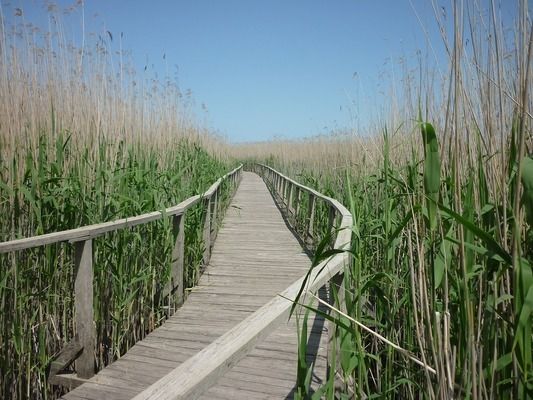 薩伊藍(lán)魚適宜水草種類：薩伊藍(lán)魚對水草的適宜性 薩伊藍(lán)魚 第5張