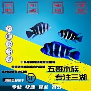 薩伊藍六間魚繁殖飼料品牌推薦：探索薩伊藍六間魚繁殖飼料品牌推薦 薩伊藍魚 第4張