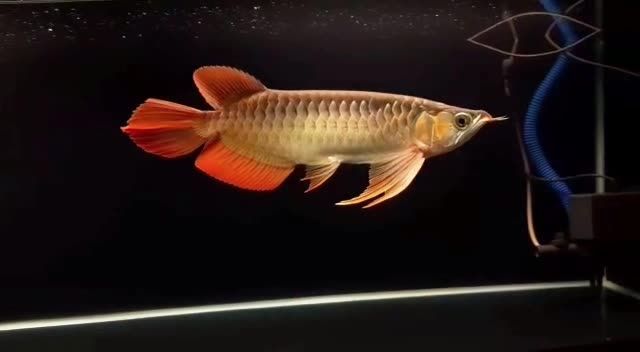 漂亮大湖紅龍魚(yú)：漂亮大湖紅龍魚(yú)在水族箱中的常見(jiàn)問(wèn)題及其解決方案