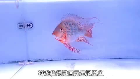 祥龍魚(yú)場(chǎng)進(jìn)口元寶鳳凰魚(yú)：祥龍魚(yú)場(chǎng)進(jìn)口元寶鳳凰魚(yú),產(chǎn)地馬來(lái)西亞祥龍魚(yú)場(chǎng) 混養(yǎng)魚(yú)（配魚(yú)）