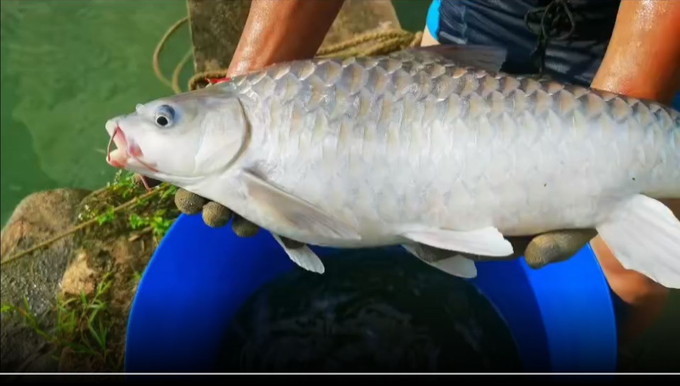 馬來(lái)西亞忘不了魚（勿忘我觀賞魚）：馬來(lái)西亞忘不了魚