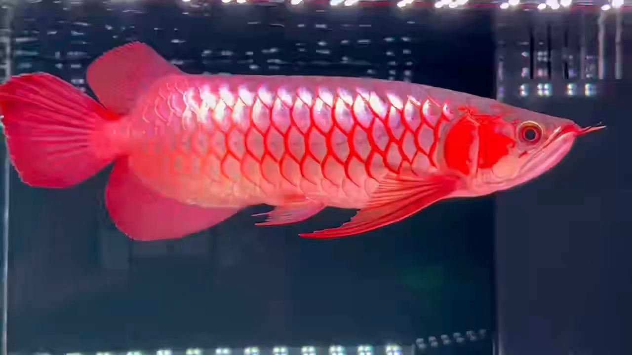 小頓頭紅龍魚：小頓頭紅龍魚在水族中頗受歡迎，常被作為觀賞魚飼養(yǎng)在水族箱里