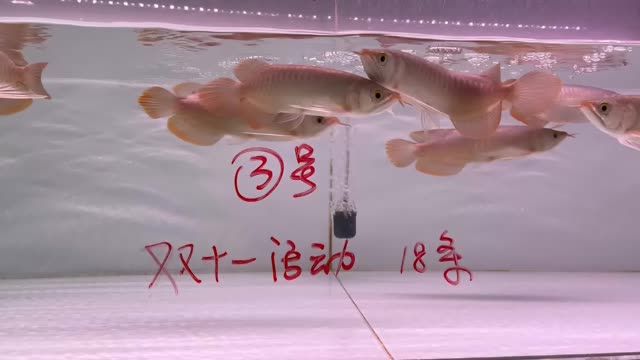 雙11紅龍魚批發(fā)特價(jià)秒殺3號(hào)缸20條：雙11紅龍魚批發(fā)特價(jià)秒殺20條紅龍魚批發(fā)價(jià)格優(yōu)惠