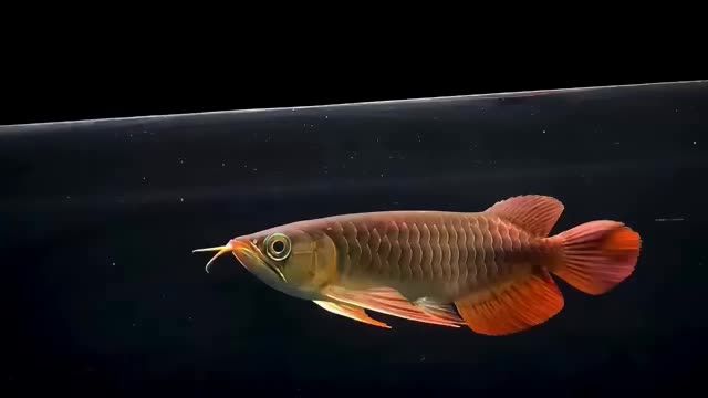 印尼精品紅龍魚：紅龍魚的飼養(yǎng)方法 混養(yǎng)魚（配魚）